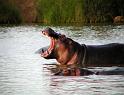 Big yawn